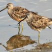 Long-billed Dowitcher